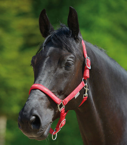 Waldhausen - Halter