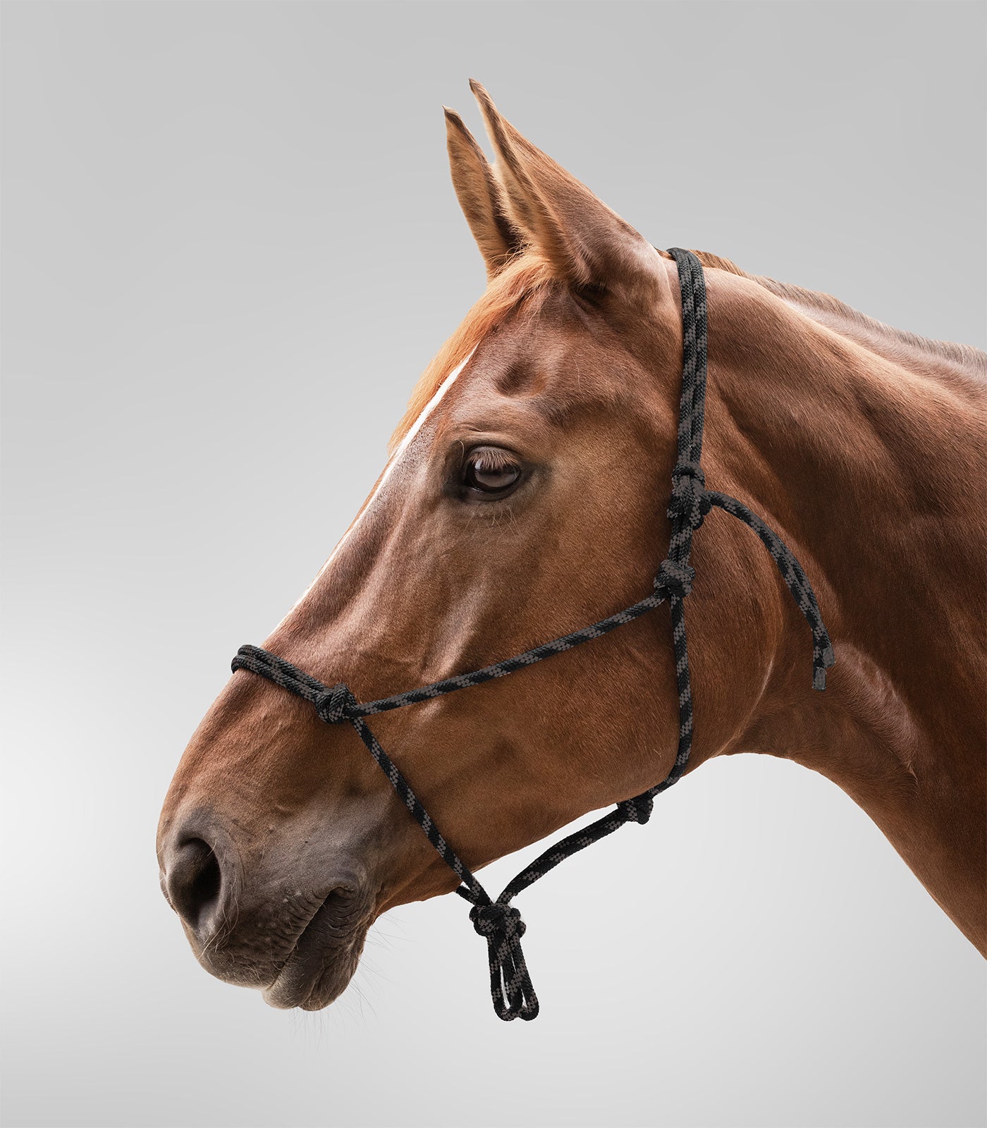 Waldhausen - Knot Halter