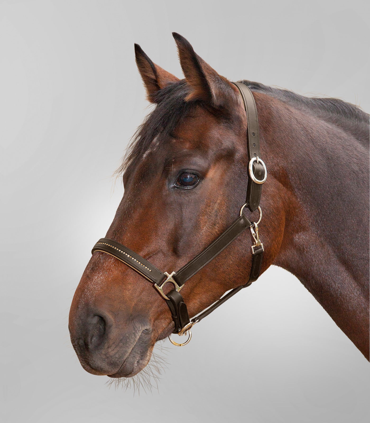 STAR - STAR Leatherhalter Diamond