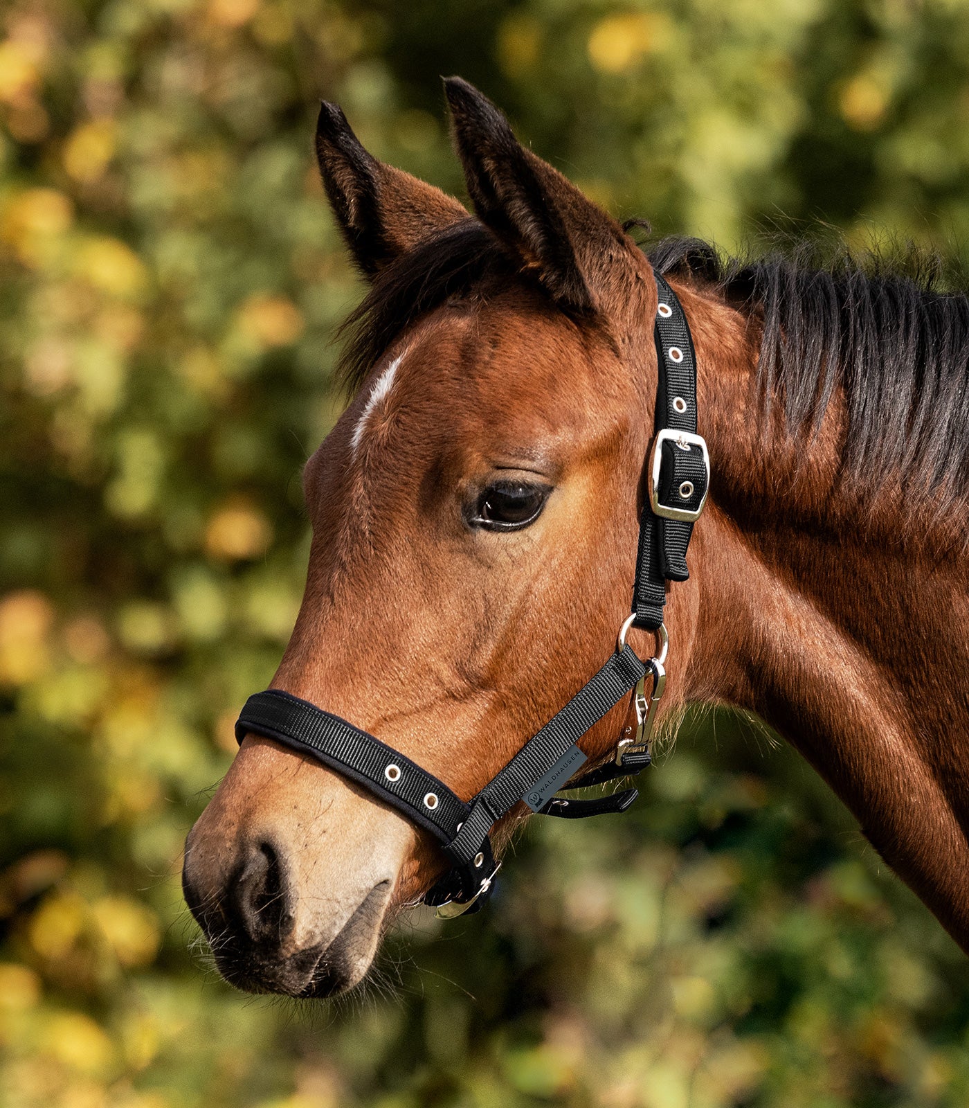 Waldhausen - Foal halter comfort