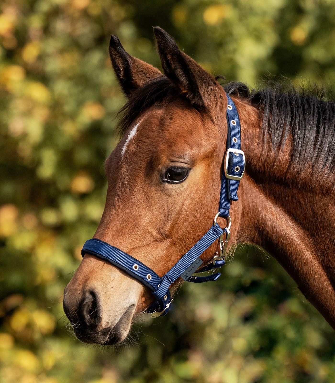 Waldhausen - Foal halter comfort
