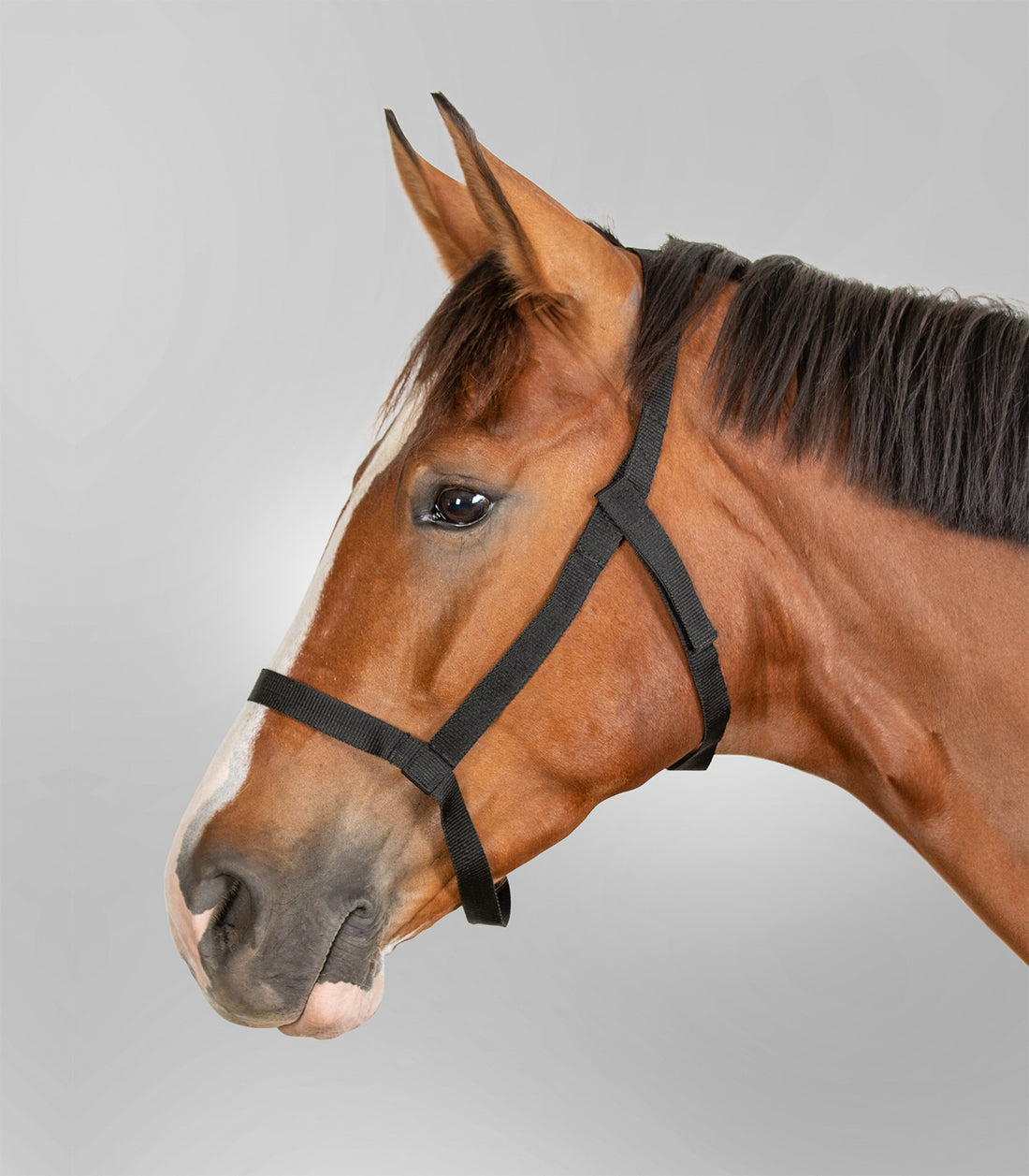 Waldhausen - Grazing halter