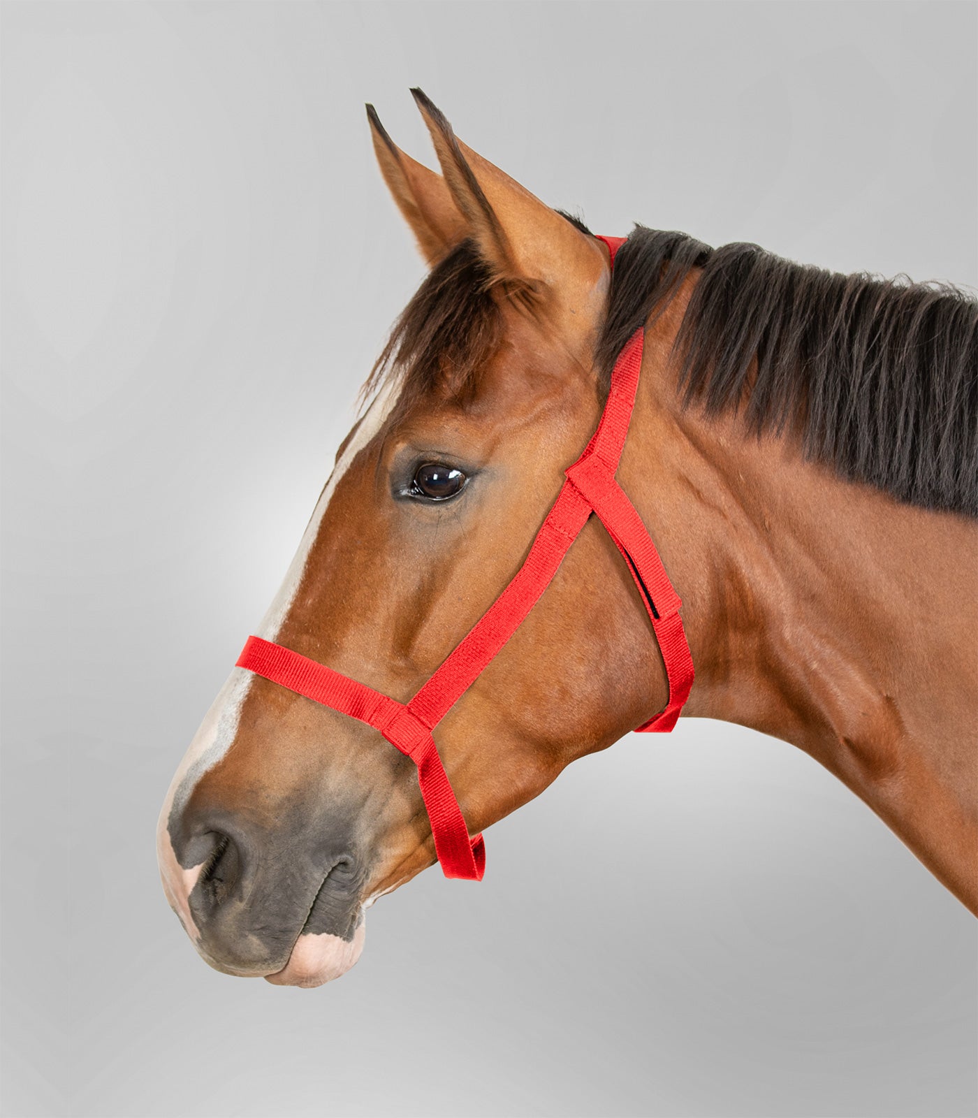 Waldhausen - Grazing halter