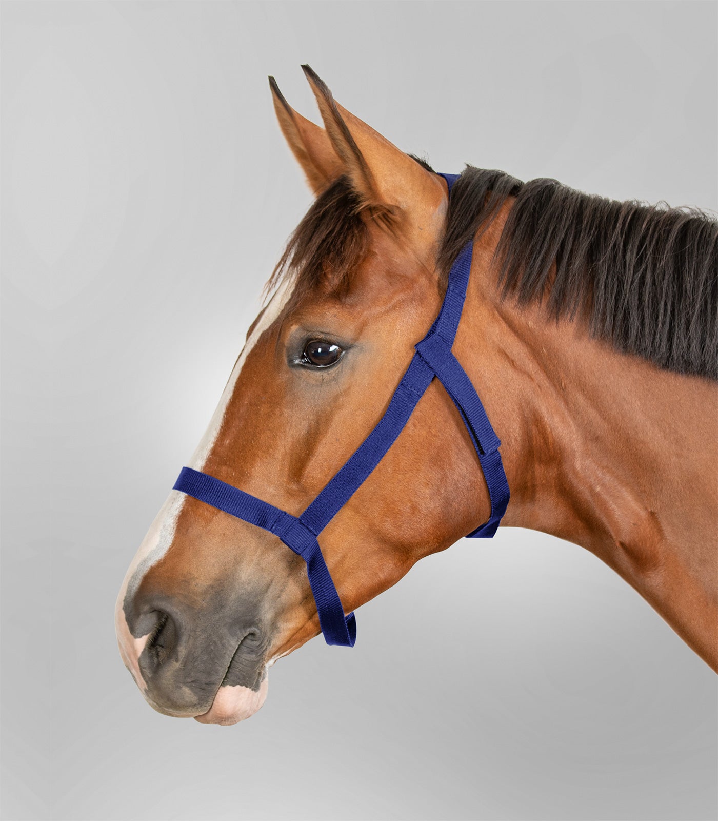 Waldhausen - Grazing halter