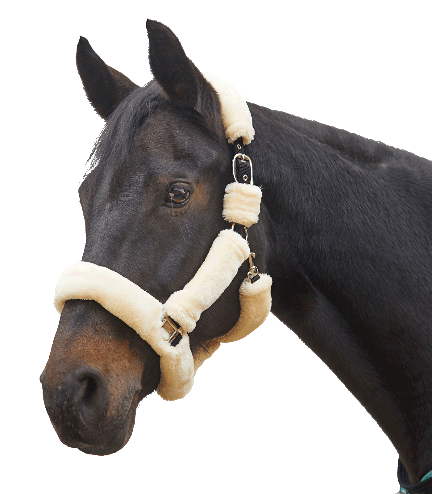 Waldhausen - Halter Cozy