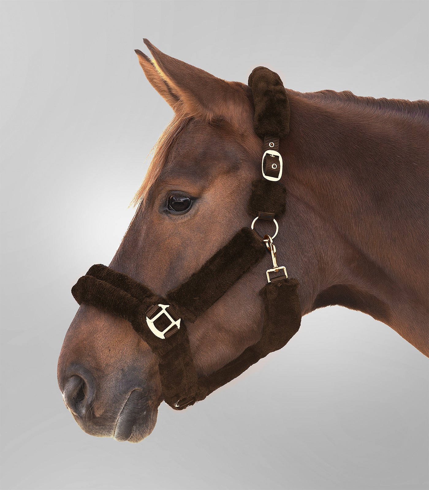 Waldhausen - Halter Cozy