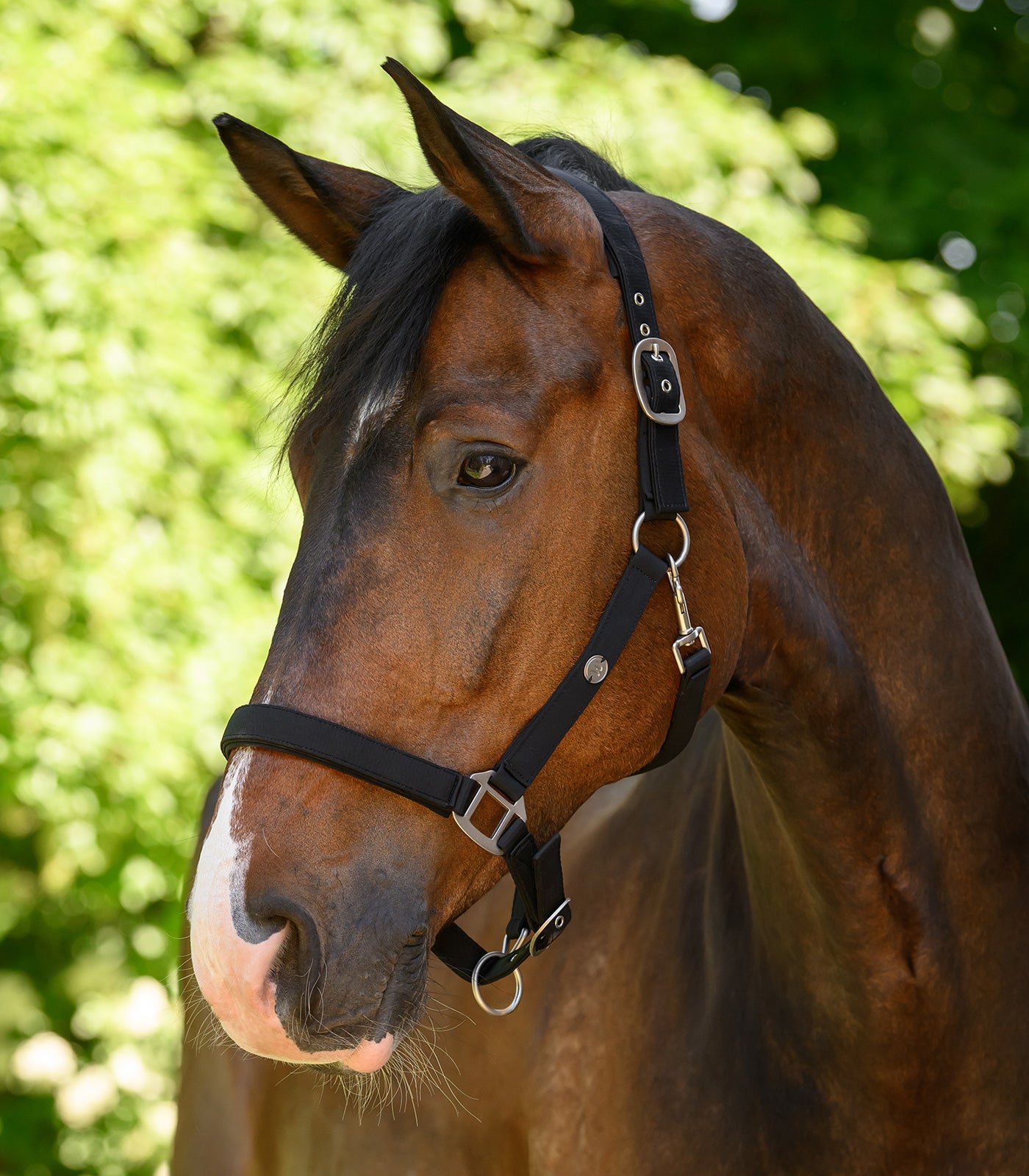 Waldhausen - Halter Trinidad
