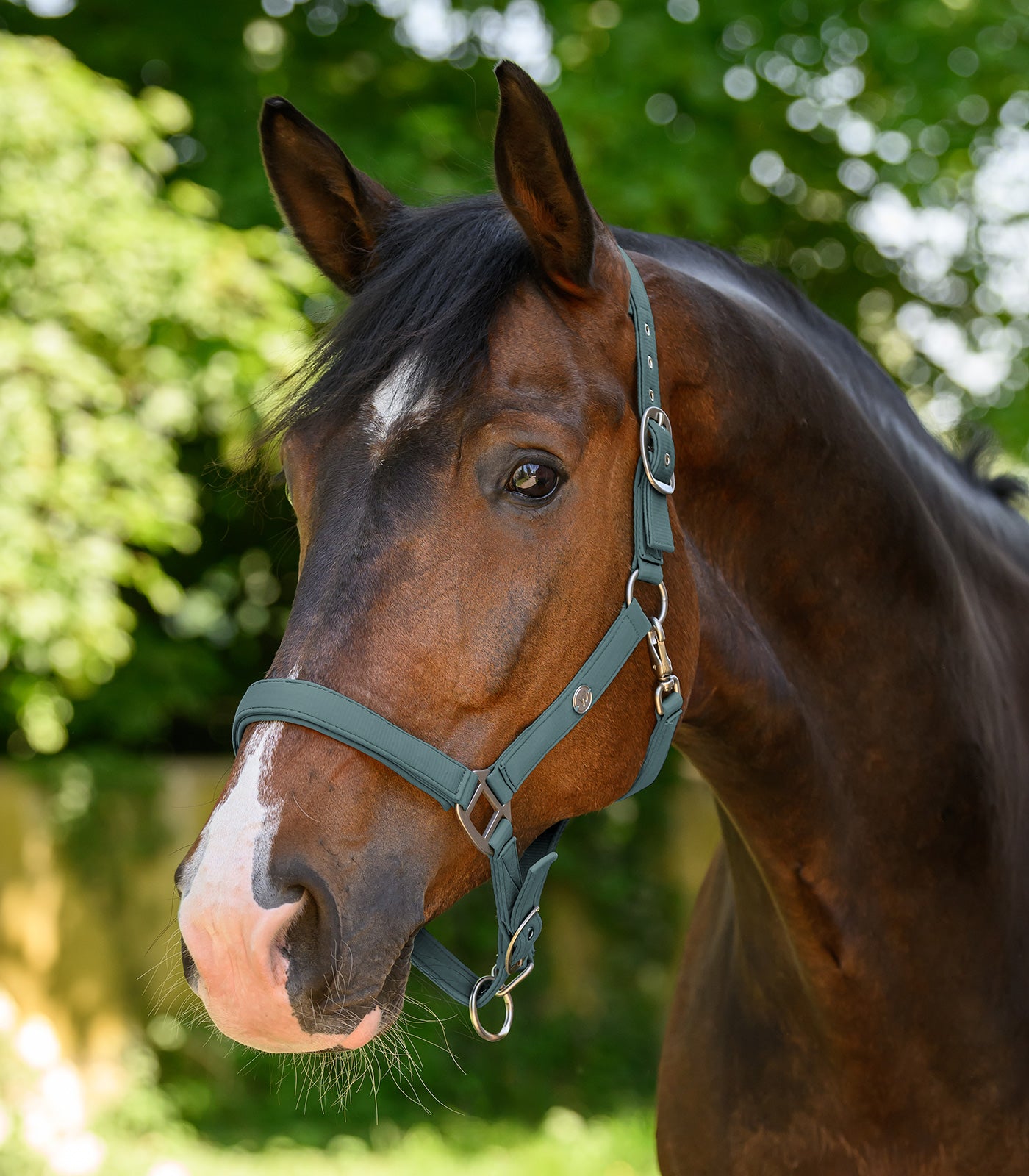 Waldhausen - Halter Trinidad