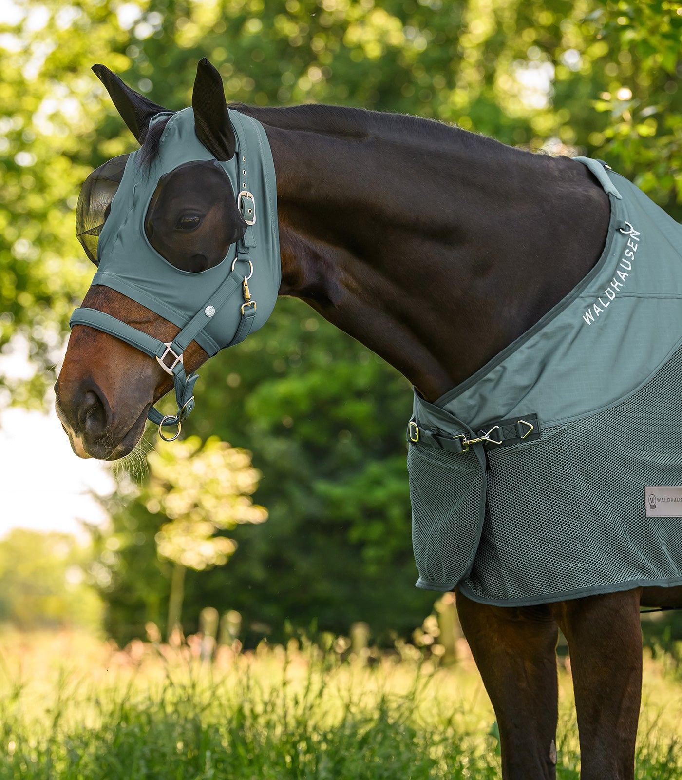 Waldhausen - Halter Trinidad