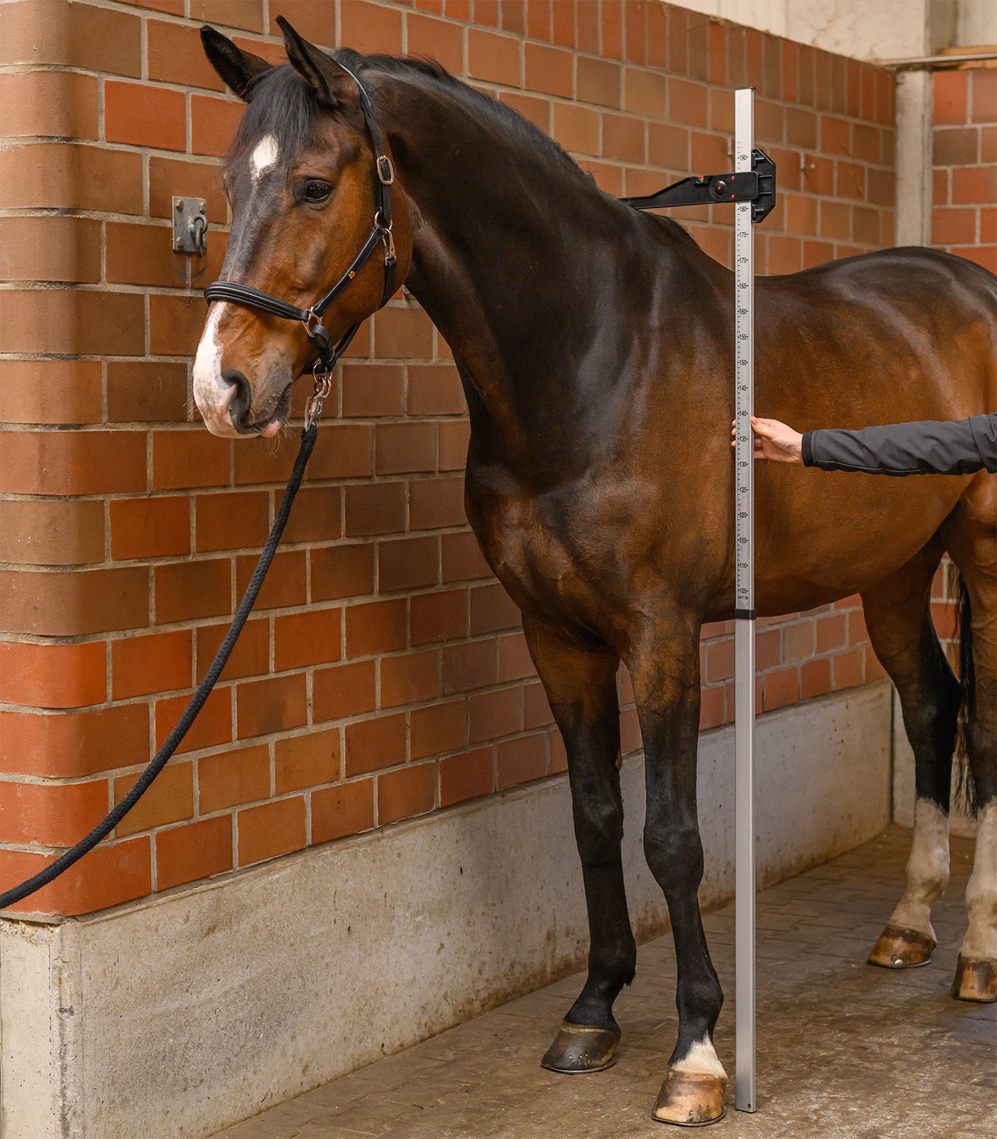 Waldhausen - Floor measure instrument for horses