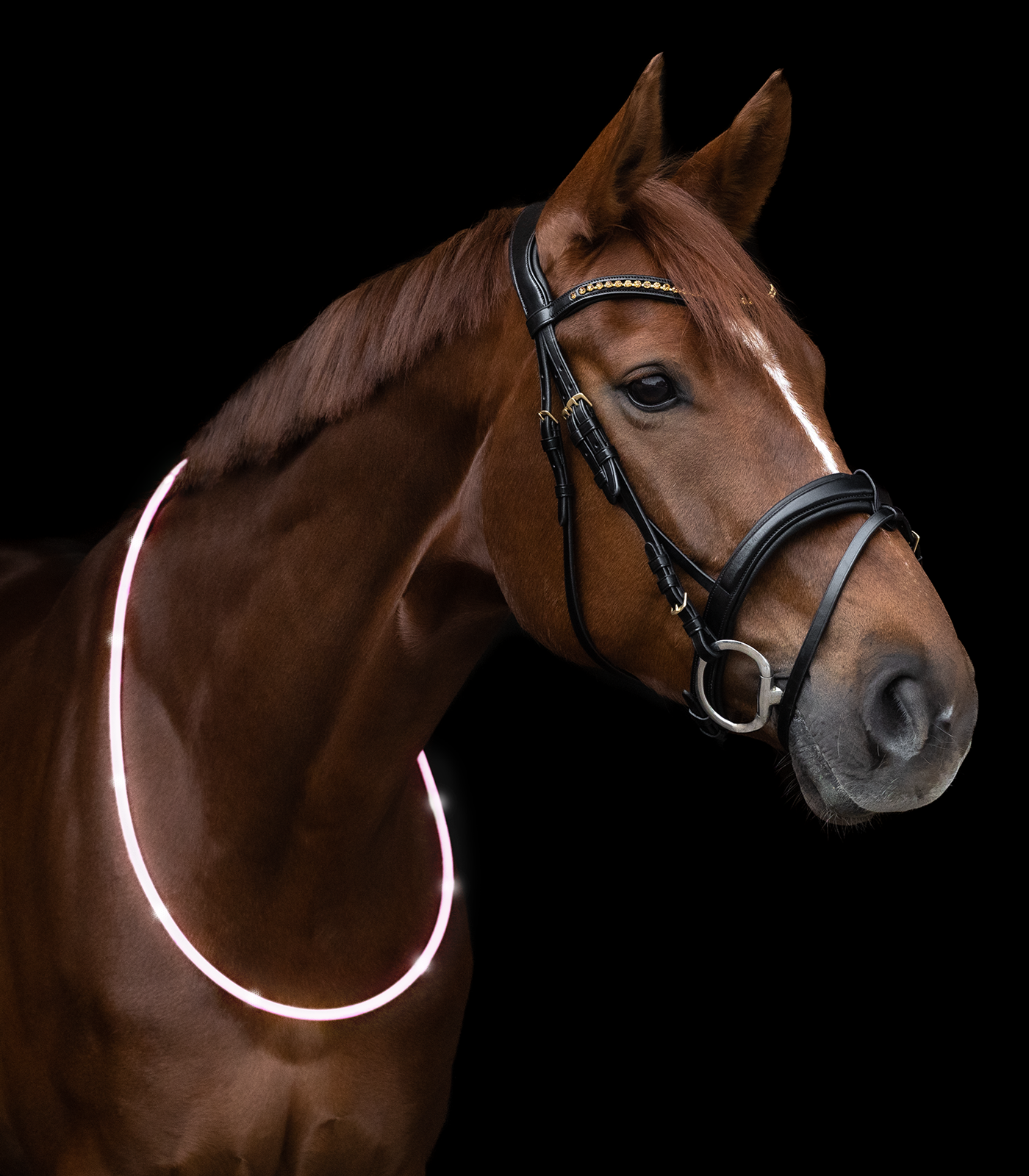 Waldhausen - Led light collar for horses