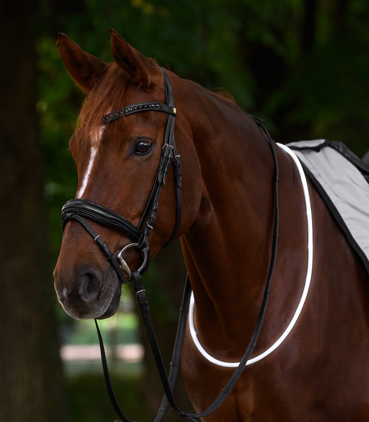 Waldhausen - Led light collar for horses