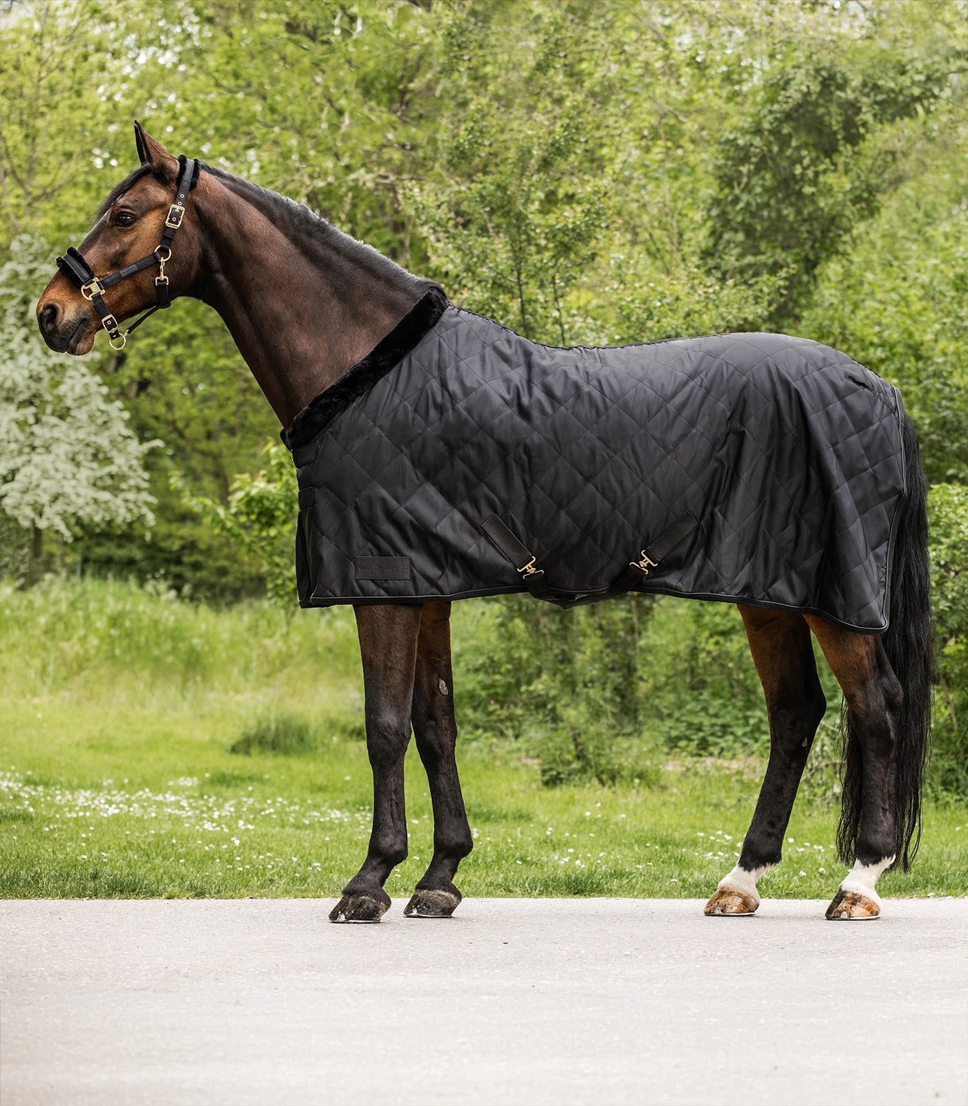 Waldhausen - Rug Exclusive