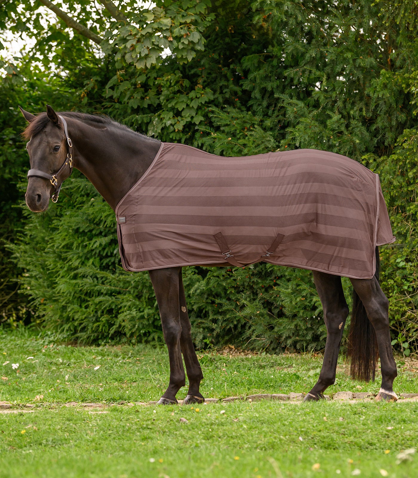 Waldhausen - Fly rug Economic Cross Surcingles