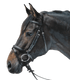 STAR - Bridle Lifestyle