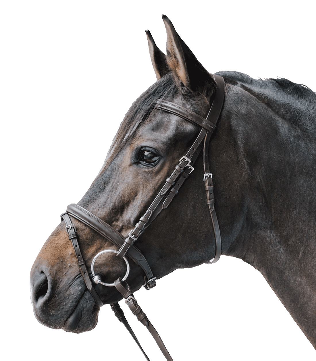 STAR - Bridle Lifestyle