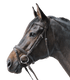 STAR - Bridle Lifestyle