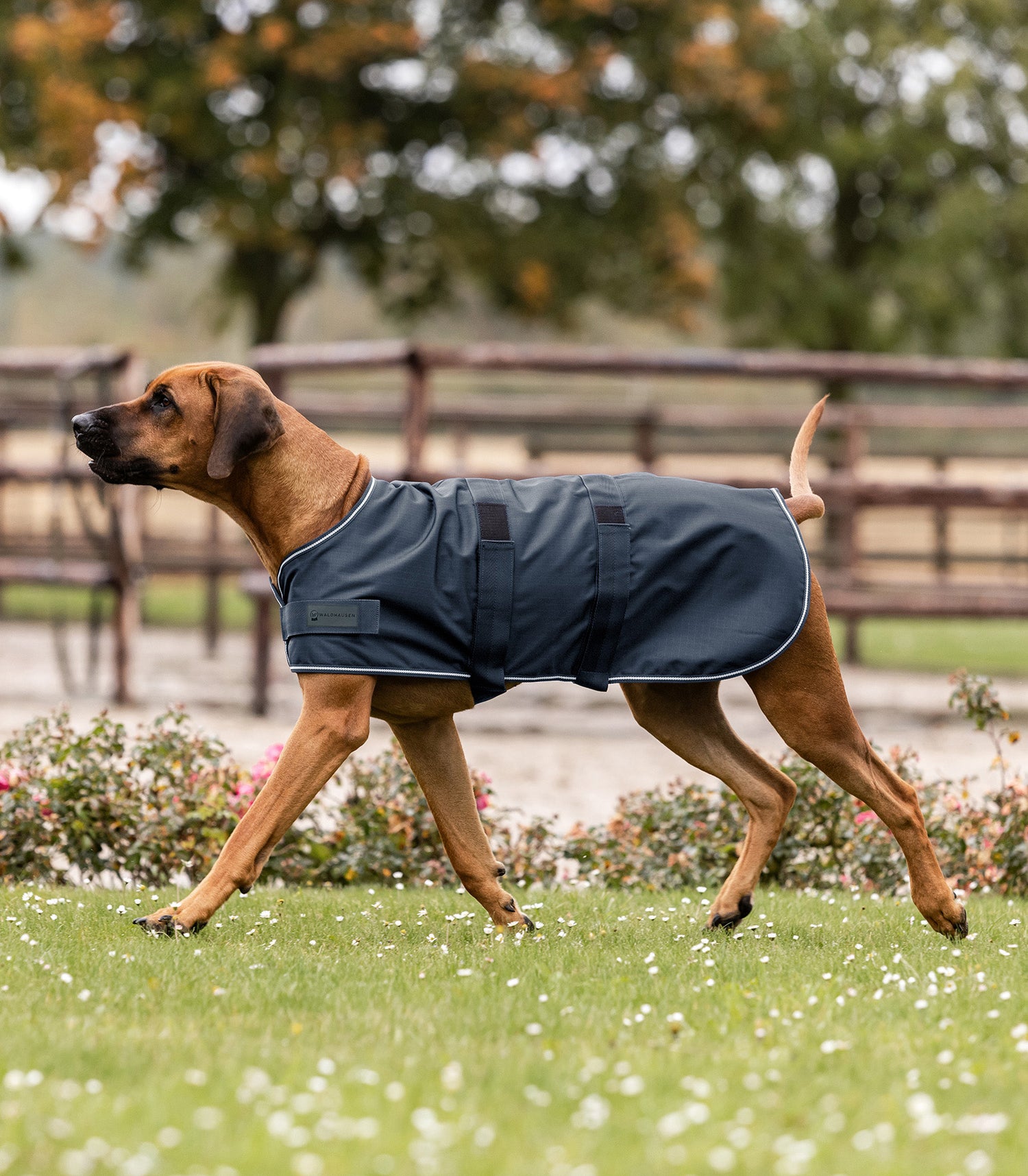 Waldhausen - Dog Rain Sheet