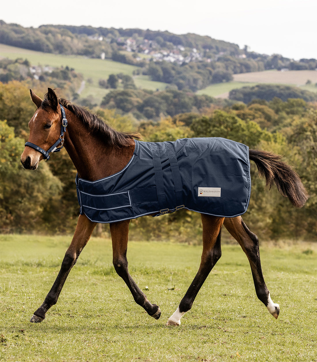 Waldhausen - Foal Rug 100 g, waterproof