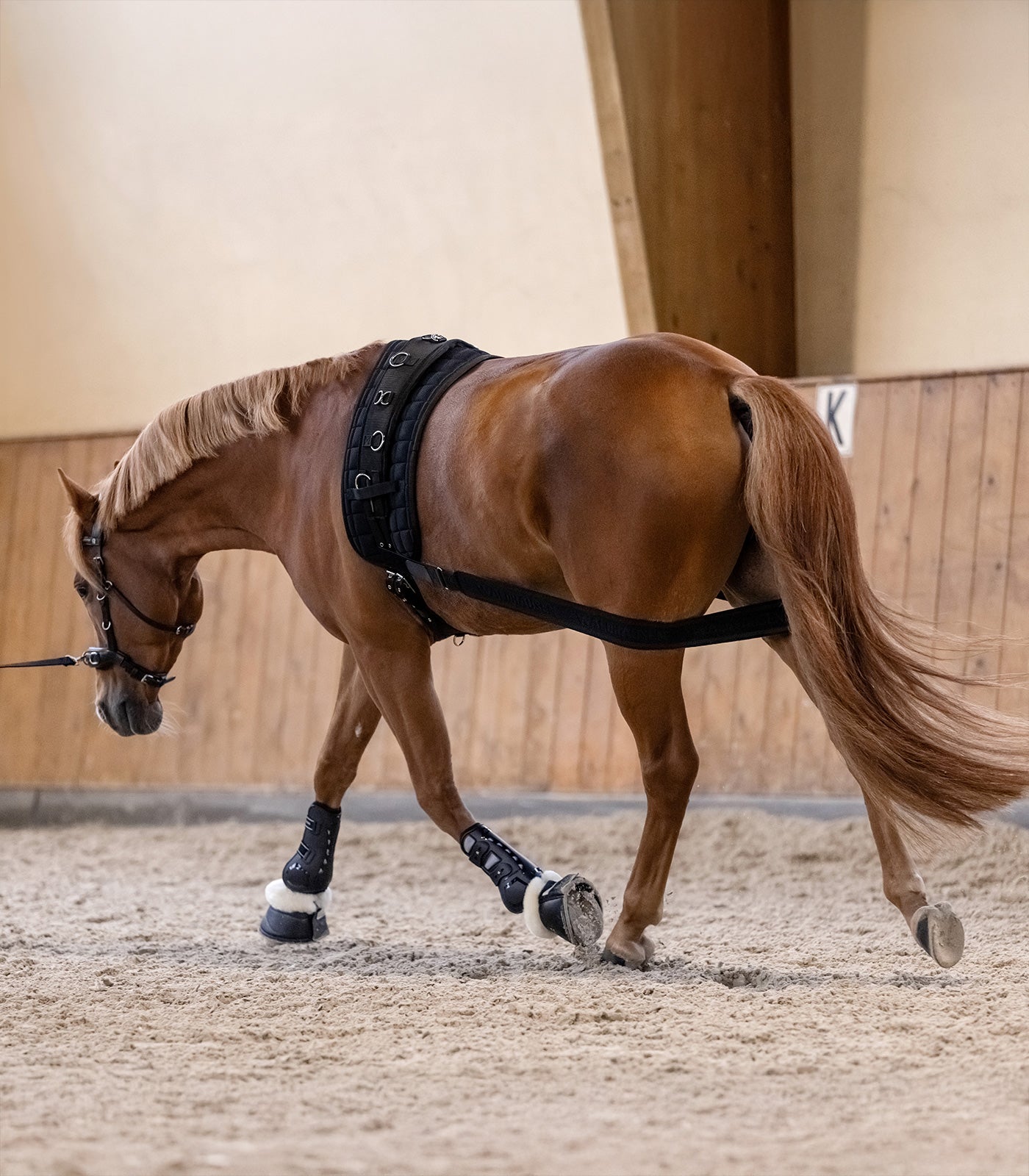 Waldhausen - Body bandage - activation of the hindquarters, black, Cob/Full