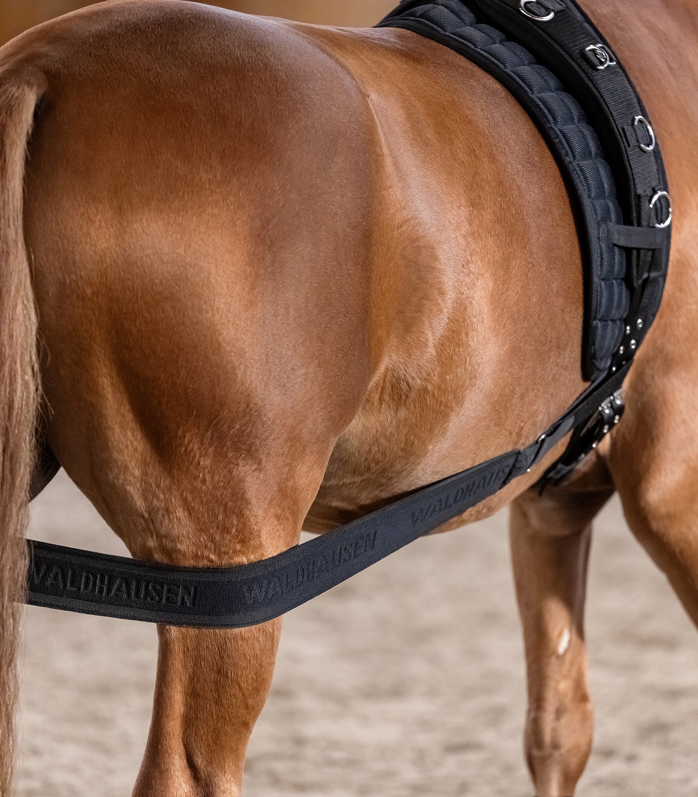 Waldhausen - Body bandage - activation of the hindquarters, black, Cob/Full