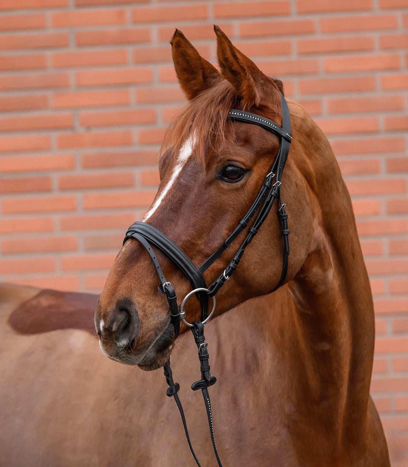 STAR - Bridle Diamant comb. noseband