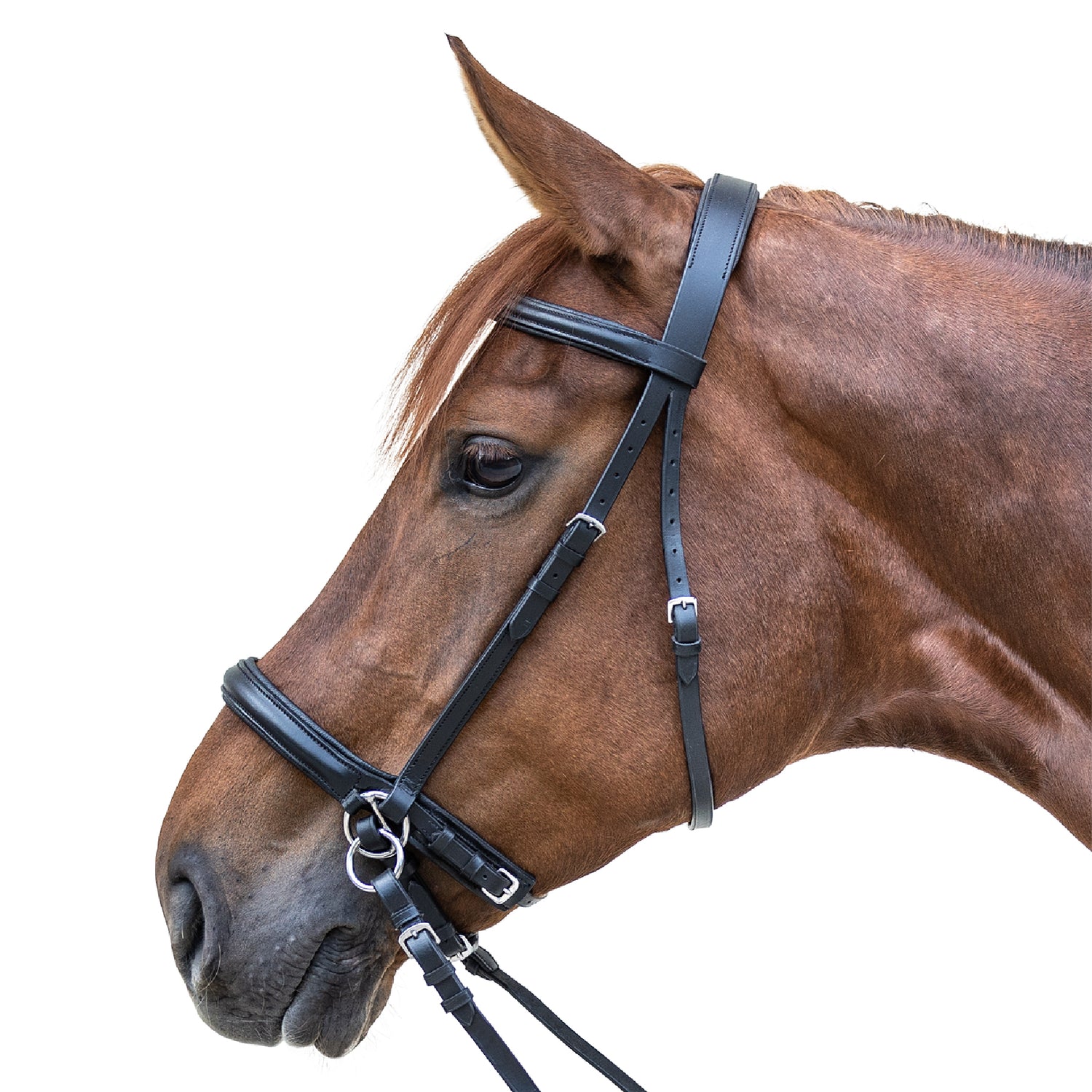 STAR - STAR bitless bridle, black