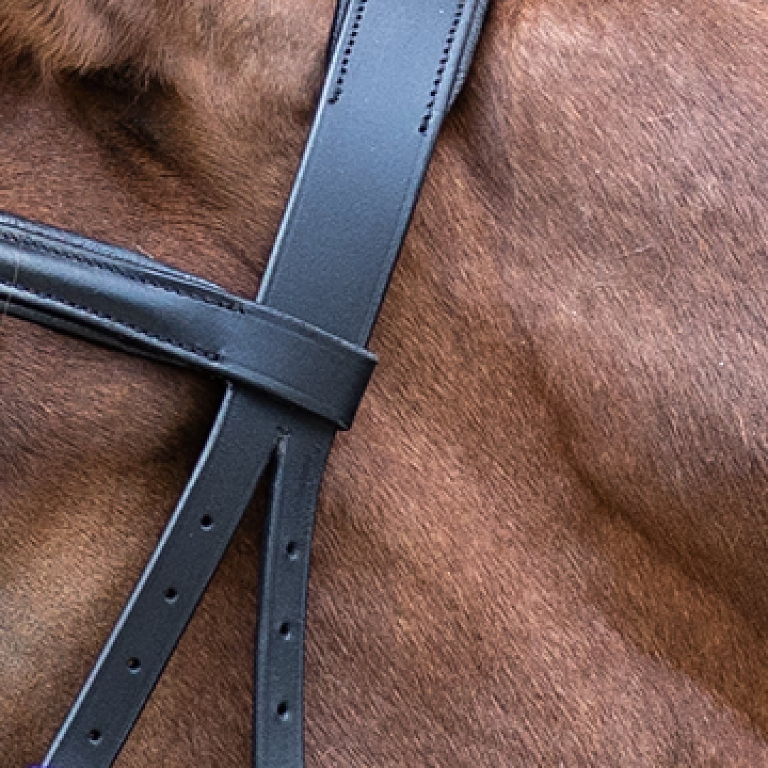 STAR - STAR bitless bridle, black