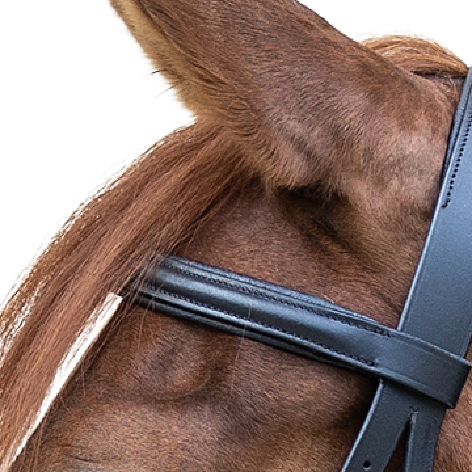 STAR - STAR bitless bridle, black