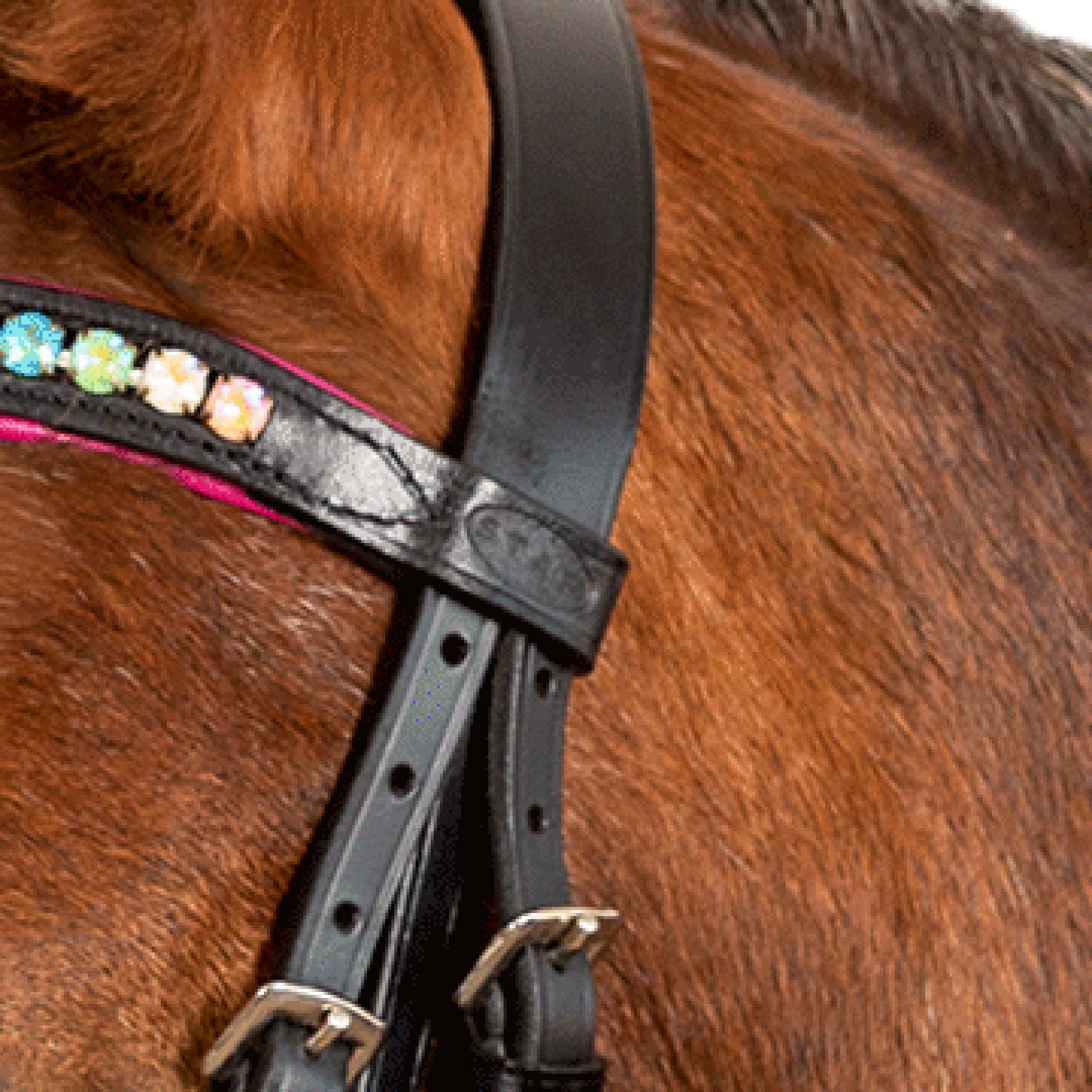 STAR - STAR Bridle Pinky comb.noseband, black
