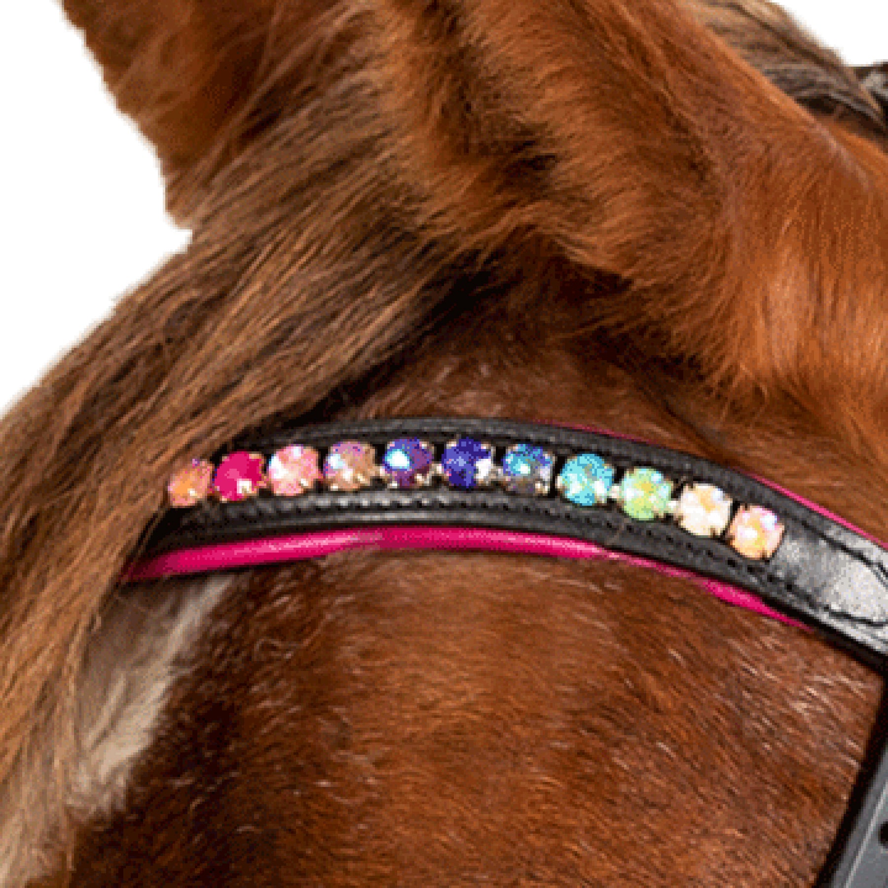 STAR - STAR Bridle Pinky comb.noseband, black