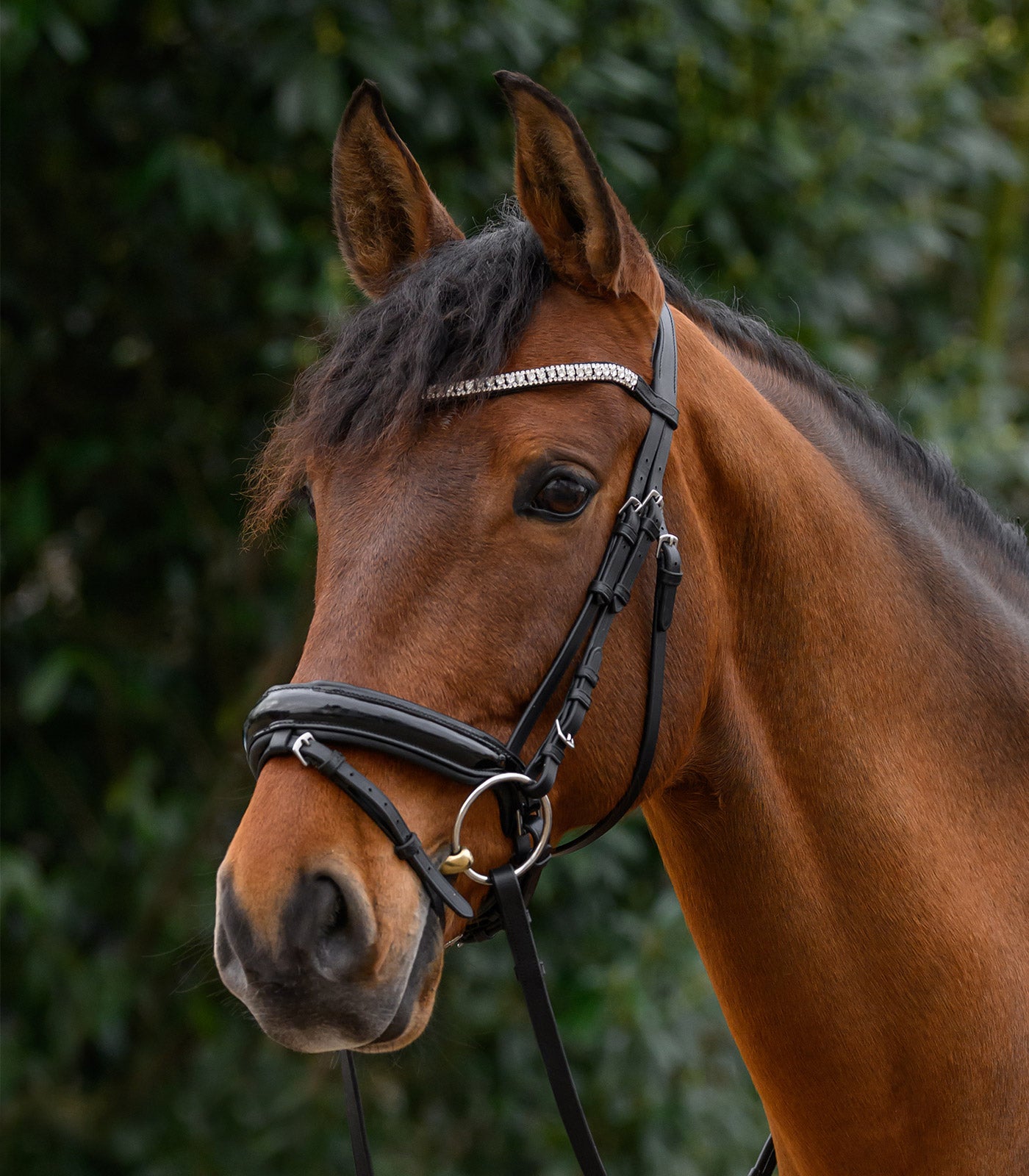 STAR - STAR browband Glitter