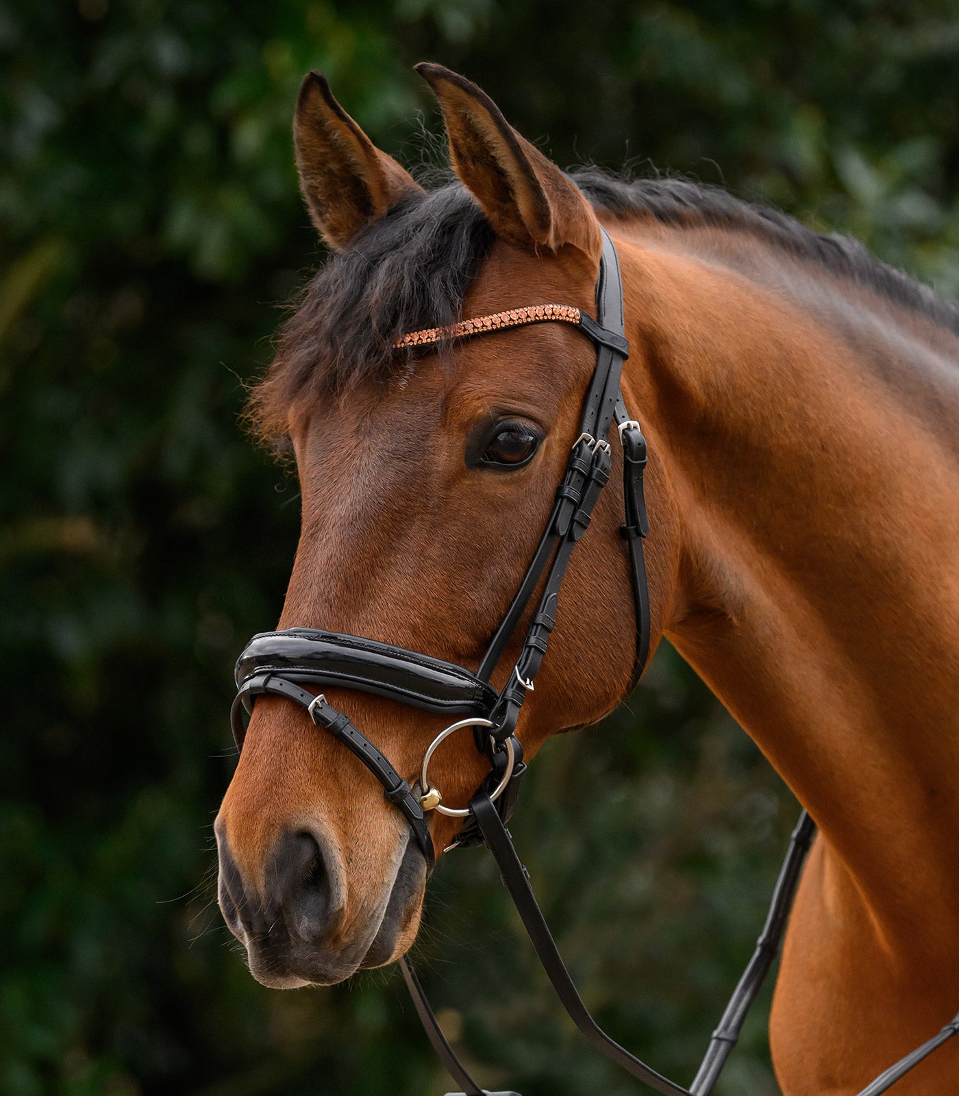 STAR - STAR browband Glitter
