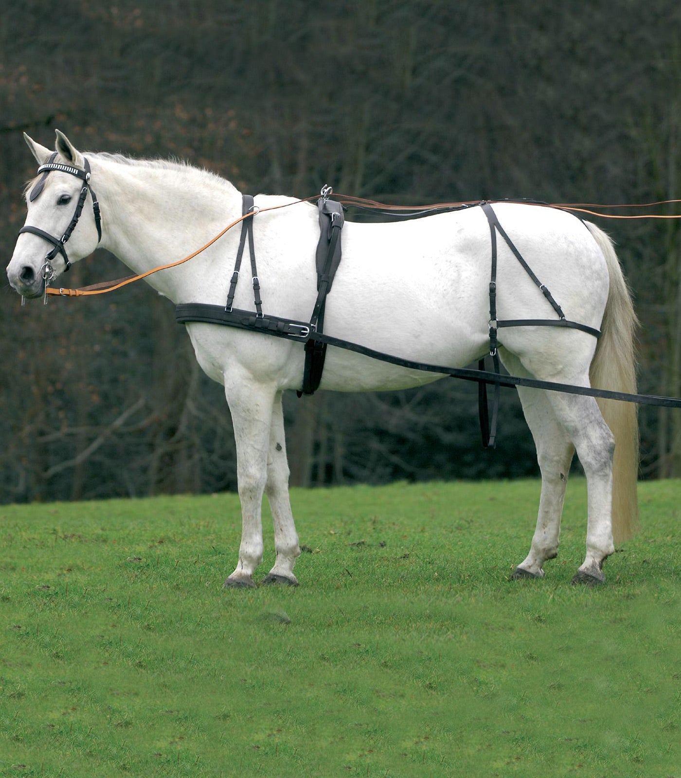 STAR - Single Harness Economic, black