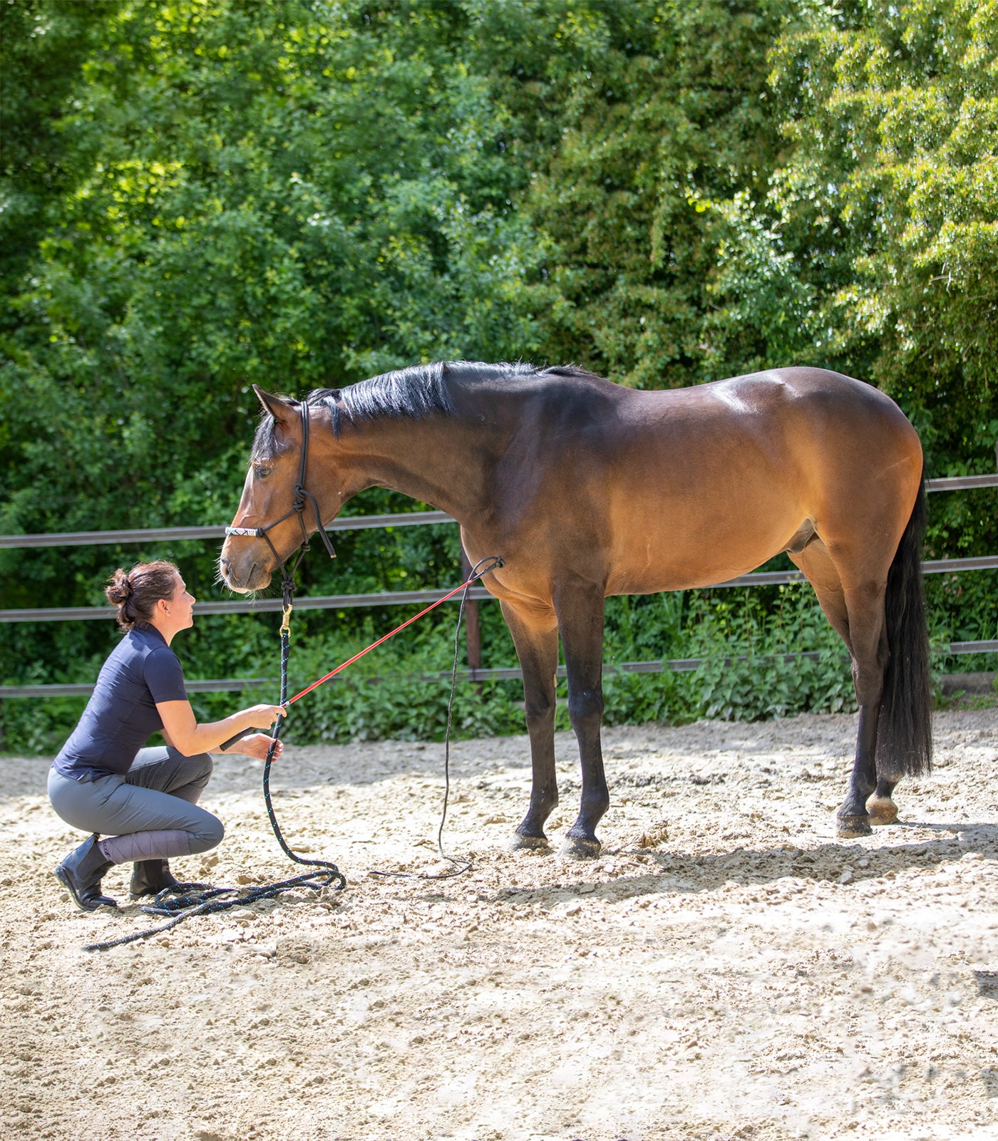 Waldhausen - Horsemanship stick