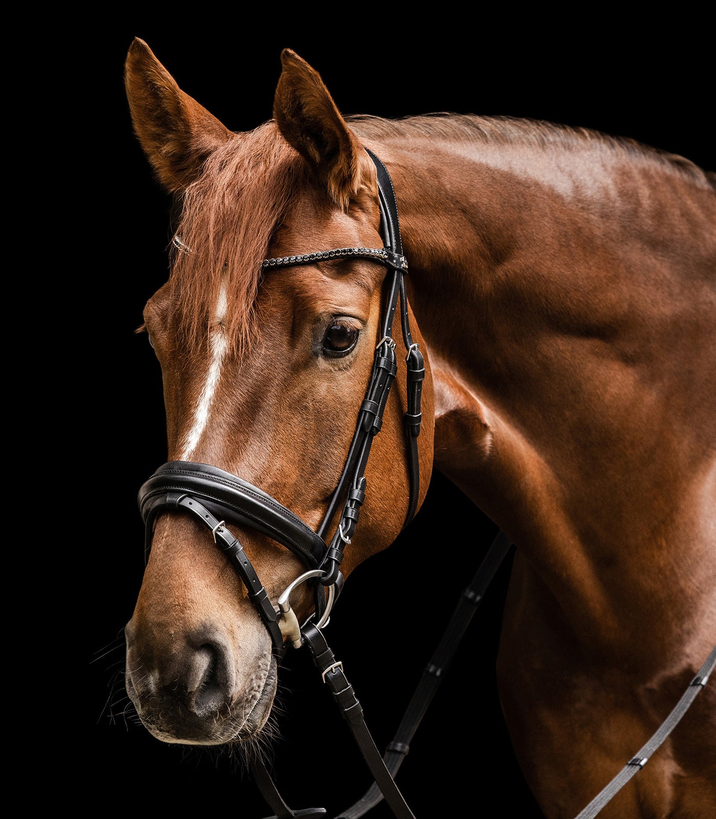 Waldhausen - Bridle X-Line Favourite, pullback noseband, black