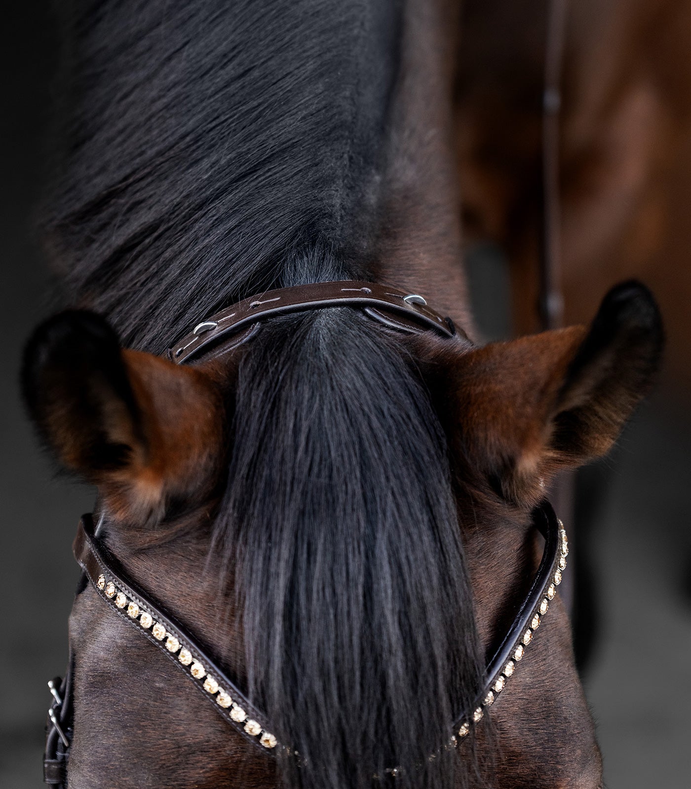 Waldhausen - Waldhausen X-Line bridle Relaxation