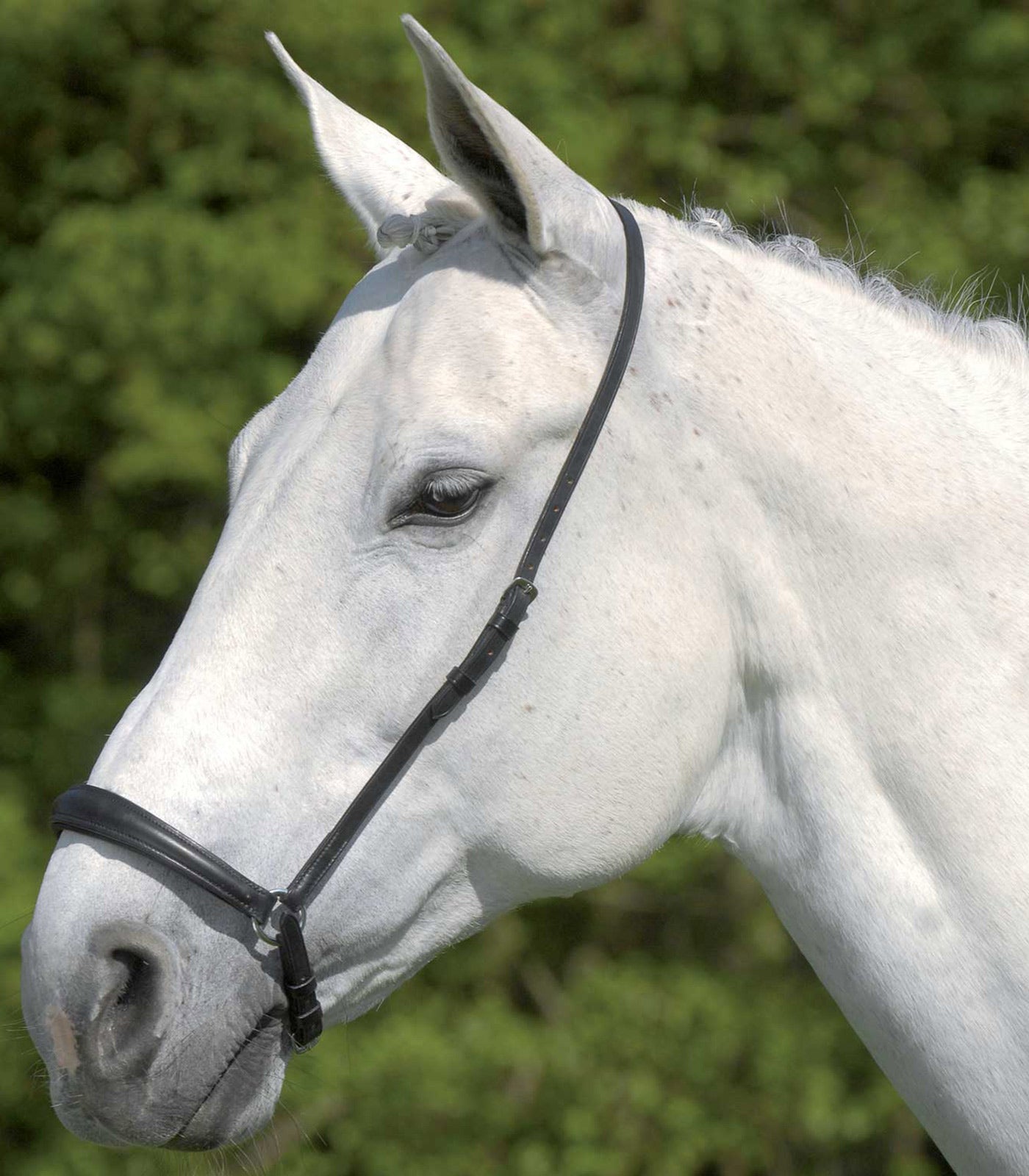 Waldhausen - Drop Noseband S-Line