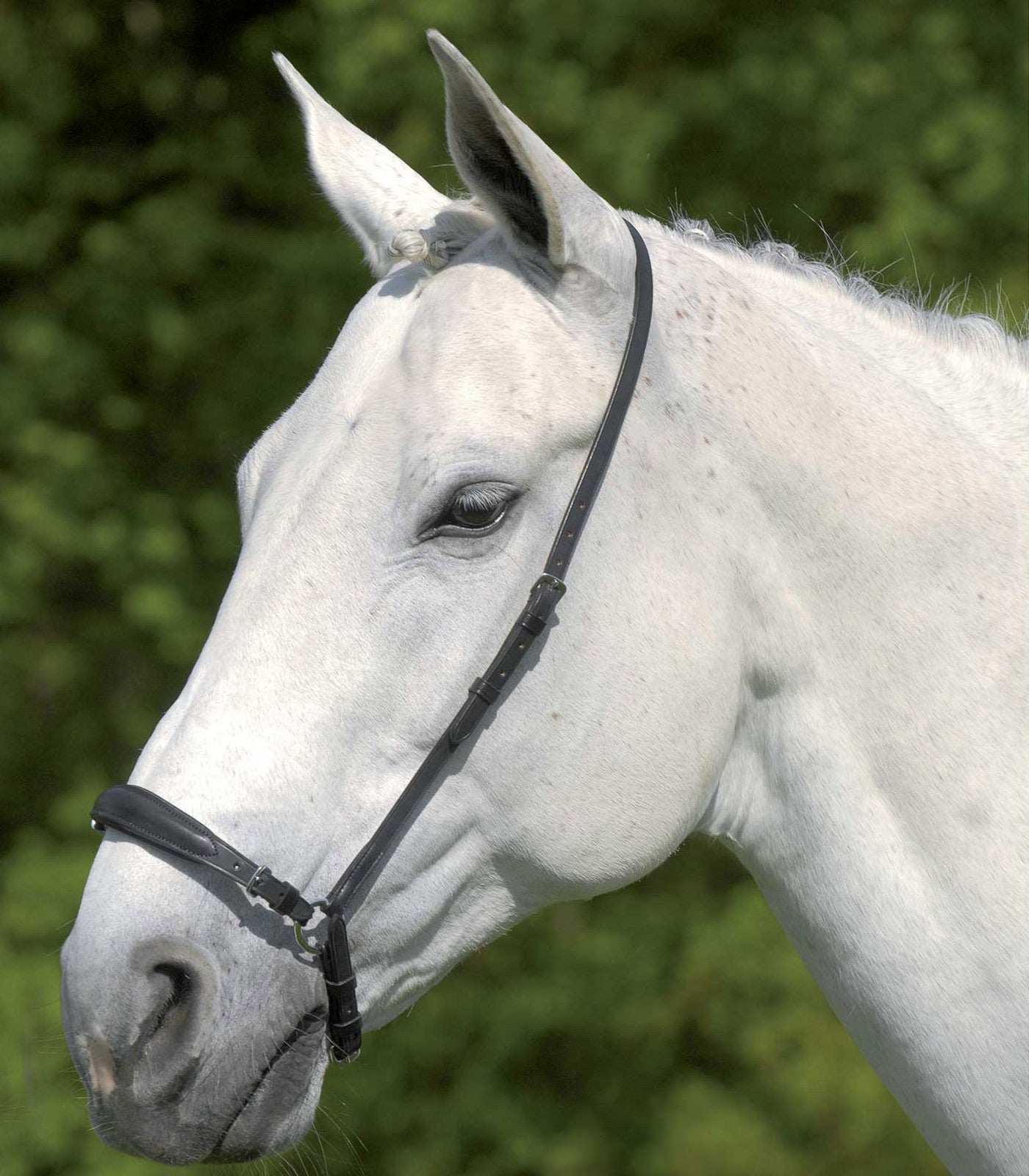 Waldhausen - Adjustable Drop noseband S-Line, black