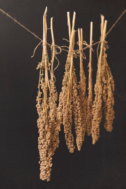 Quinoa 12½ kg - Økologisk Quinoa fra Lolland Falster