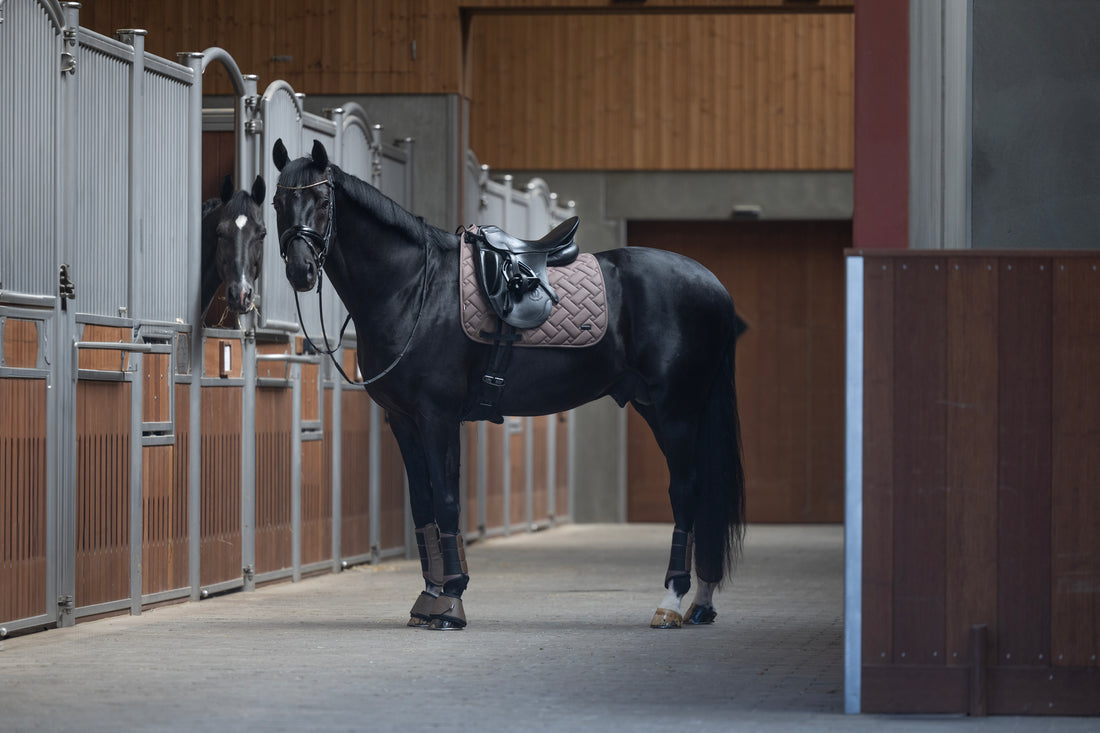 Kingsland, Dressur, Lexie- Brown Iron