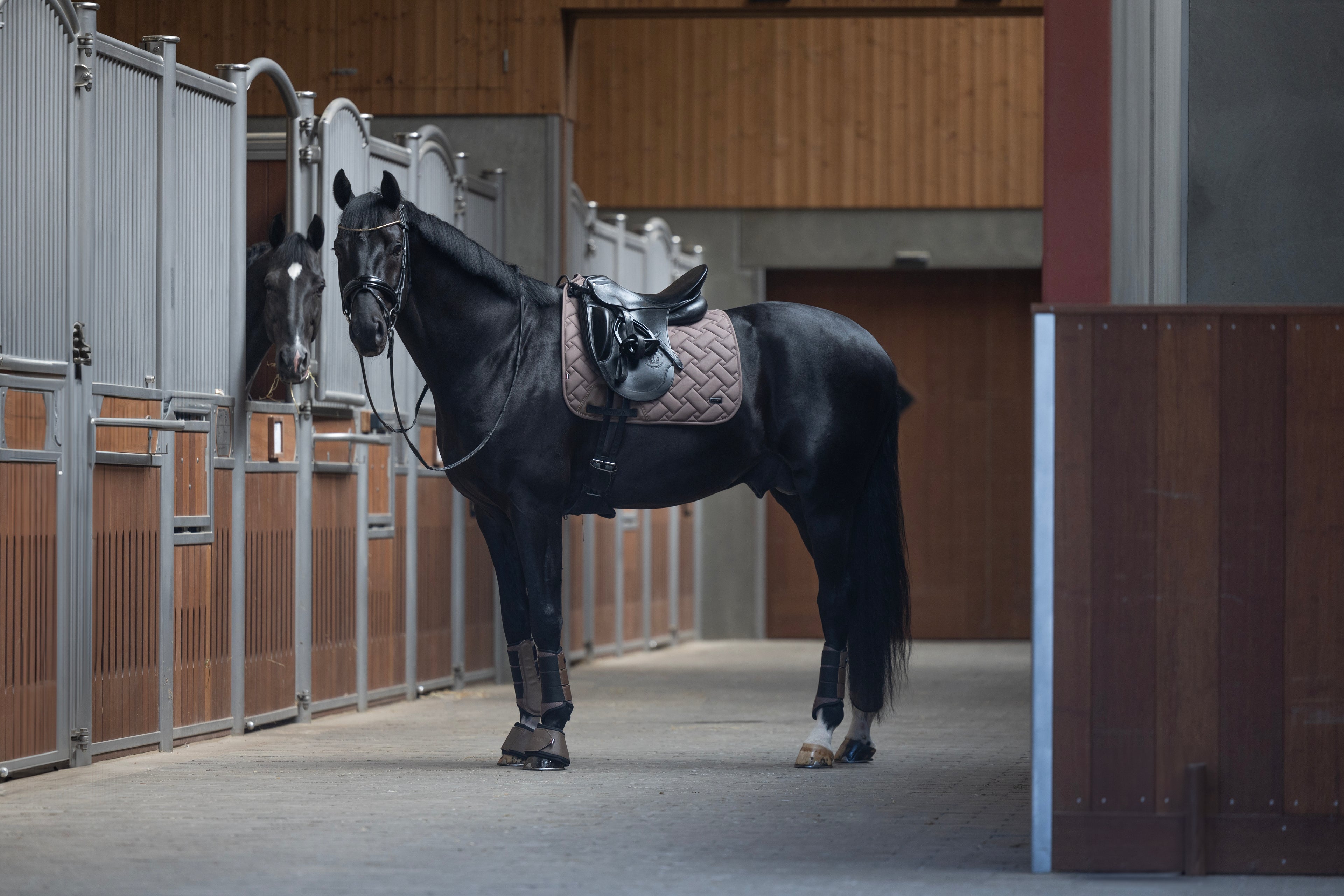 Kingsland, Dressur, Lexie- Brown Iron