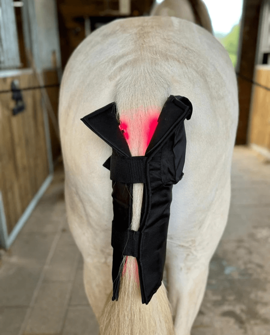 Equine LTS Red Edition + 2 elastikker