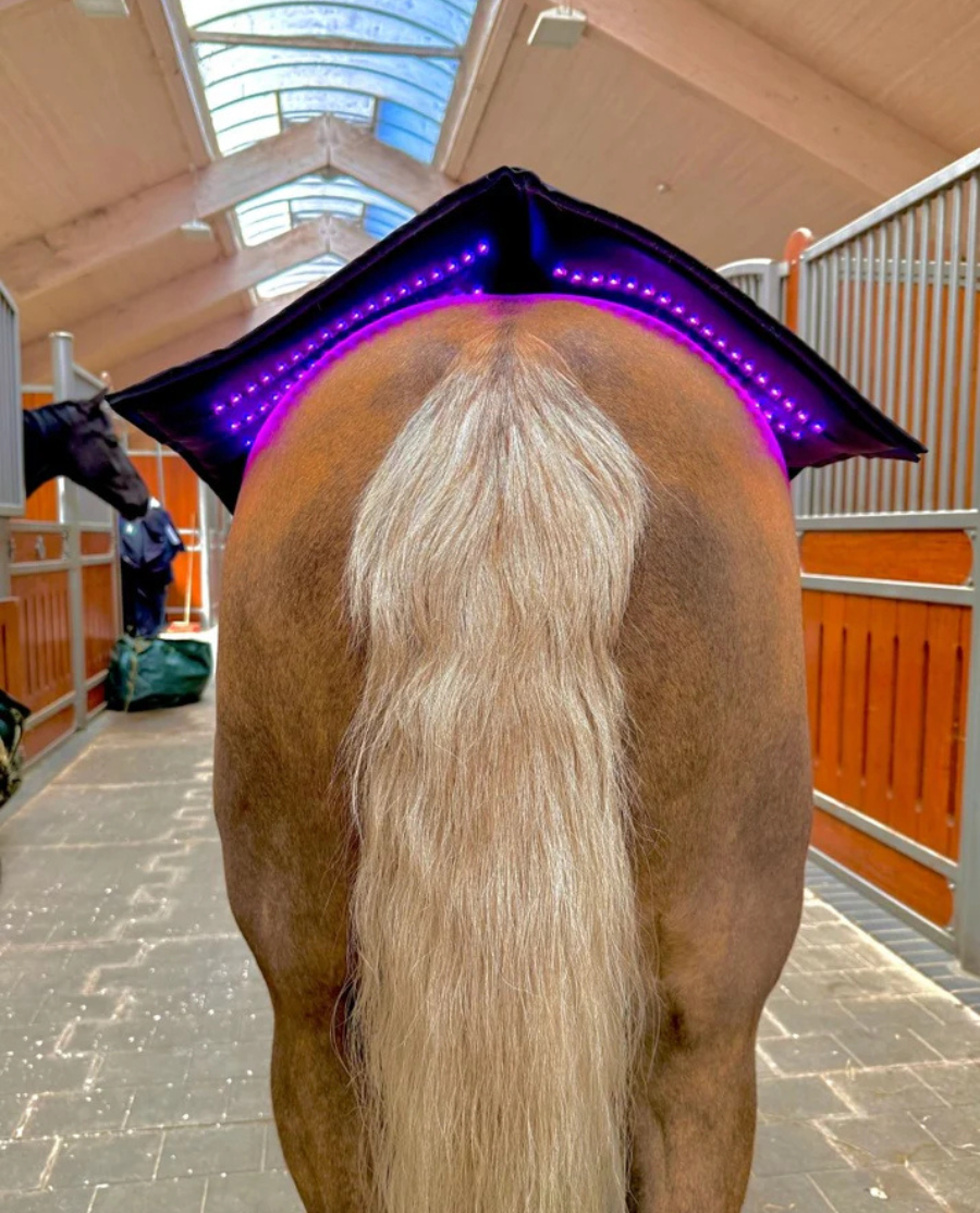 Equine LTS - Topline