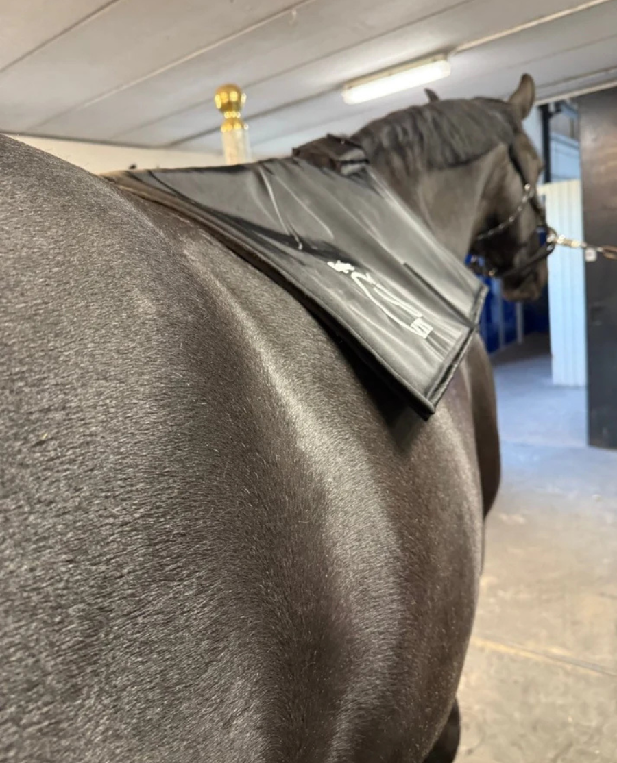 Equine LTS - Topline